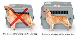 Pet-shipping-kennel.jpg